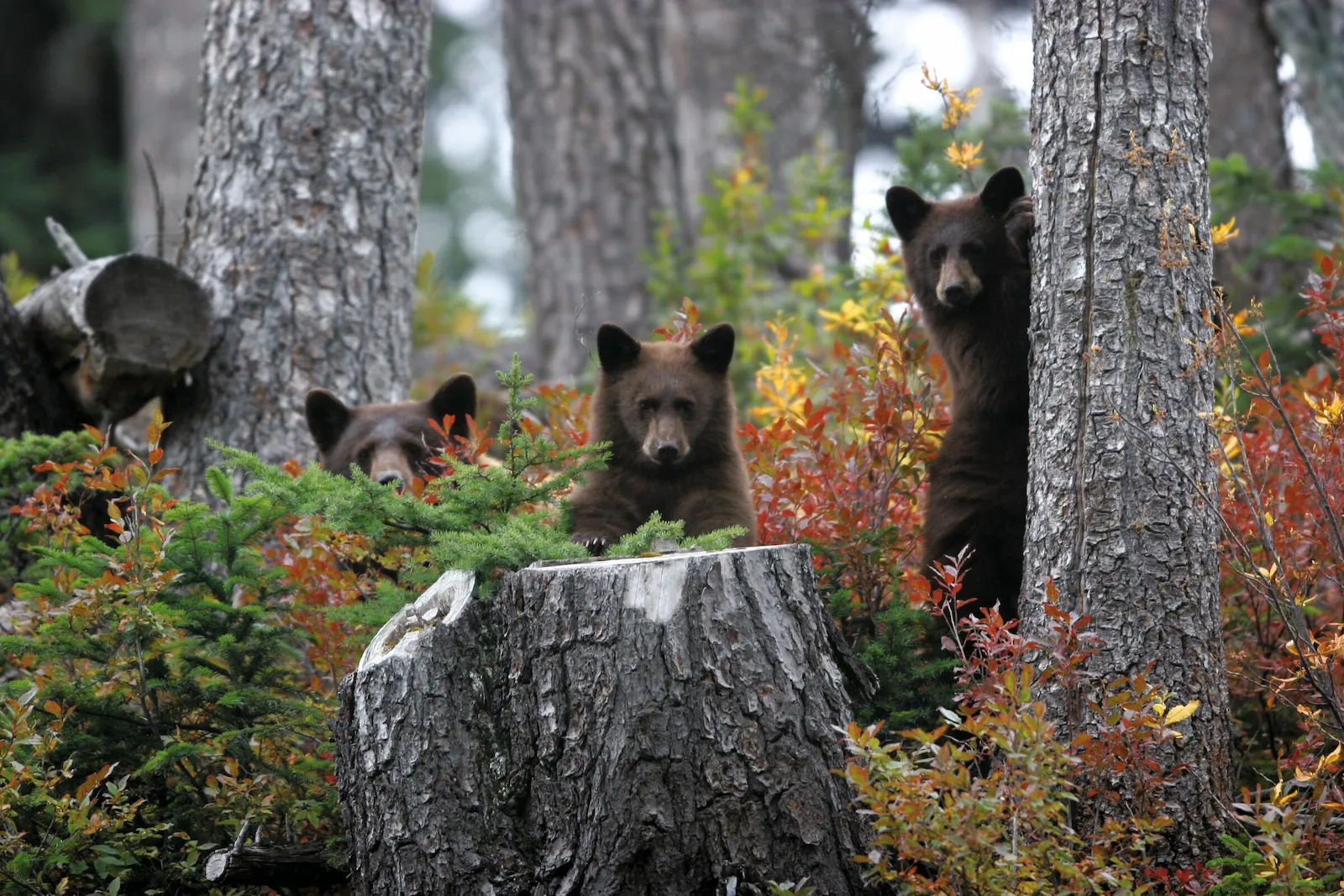Bear Tours